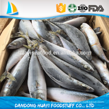 sea fish best seafood with fresh frozen mackerel fish/ pacific mackerel